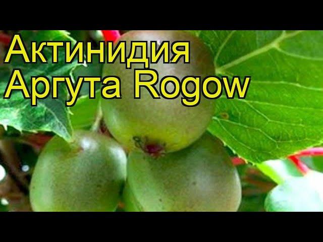 Актинидия аргута Рогов. Краткий обзор, описание характеристик actinidia arguta Rogow