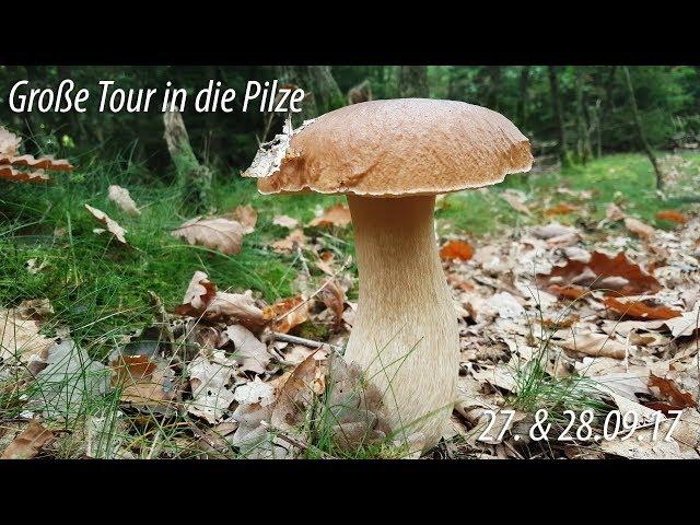 Große Tour in die Pilze - 27. & 28.09.17 - Niedersachsen