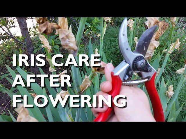 Iris Care After Flowering