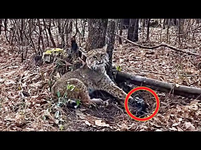 Man saves wildcat from iron trap, but then it does something shocking to him