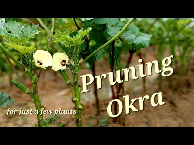 Pruning Okra, for just a few Plants