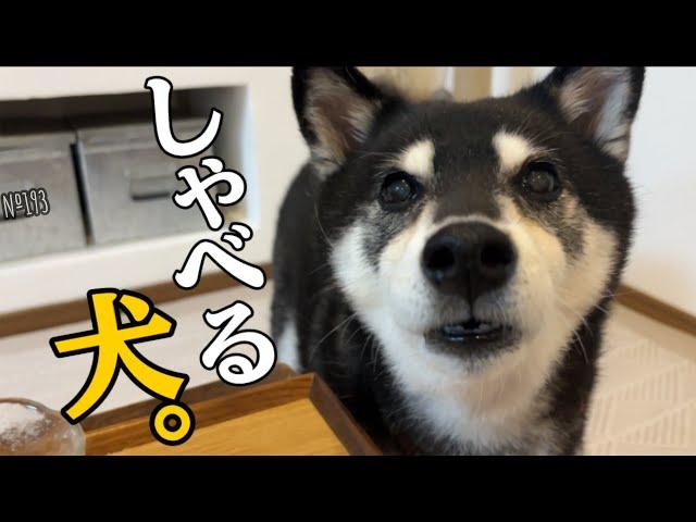 声色を変えて流暢に文句を言ってくる柴犬が可愛すぎた（№193）