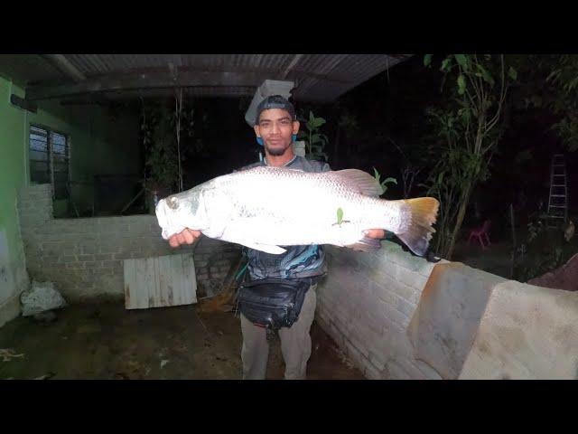 menajur ikan baung dapat bonus ikan siakap eps109