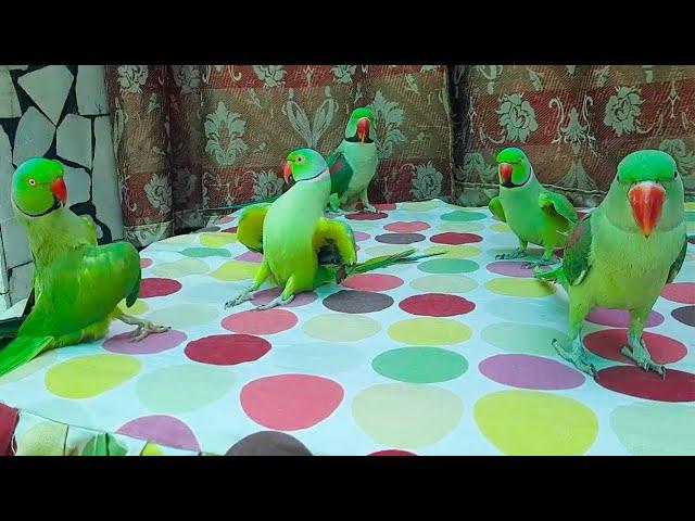 Amazing Talking Parrots Family | Gorgeous Talking Parrots Playing And Speaking In Urdu Hindi