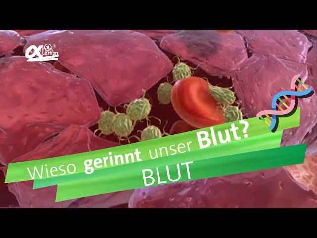 Blutgerinnung | alpha Lernen erklärt Biologie