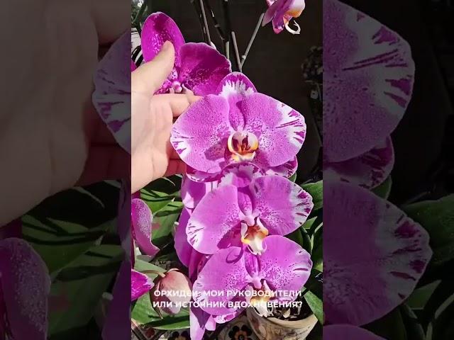 Орхидеи: мои руководители или источник вдохновения?  #орхидеи #orchid