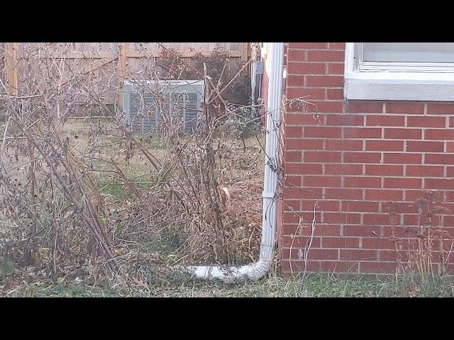 Video Hunting a Backyard Pet Wild Rabbit in the Queen City of the Ozarks, 12-20