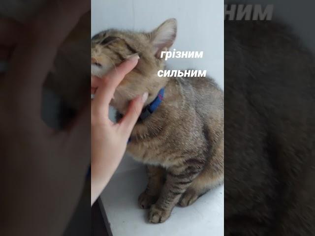 #youtube #cat #ukraine #catlover #влог #cute #funny #кіт #чемнийкіт #kitty