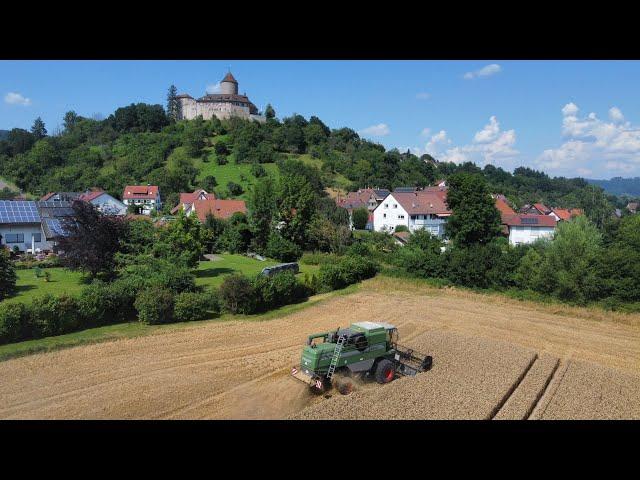 Weizen Dreschen | Fendt 5250L AL | 2024