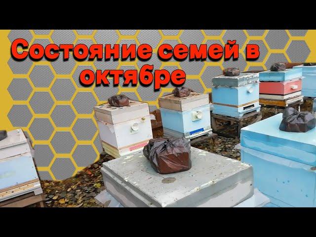 Работы на пасеке в октябре.- Состояние семей в октябре.