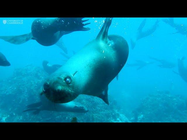 The mystery of the Juan Fernández Fur Seal