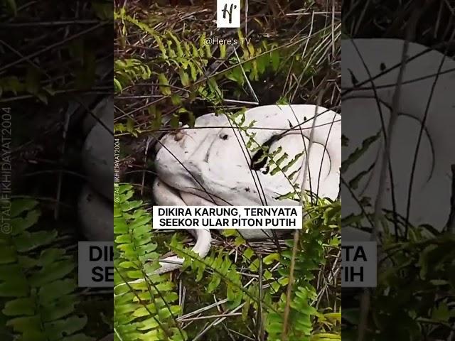 Penemuan Ular Piton Putih di Kebun Sawit