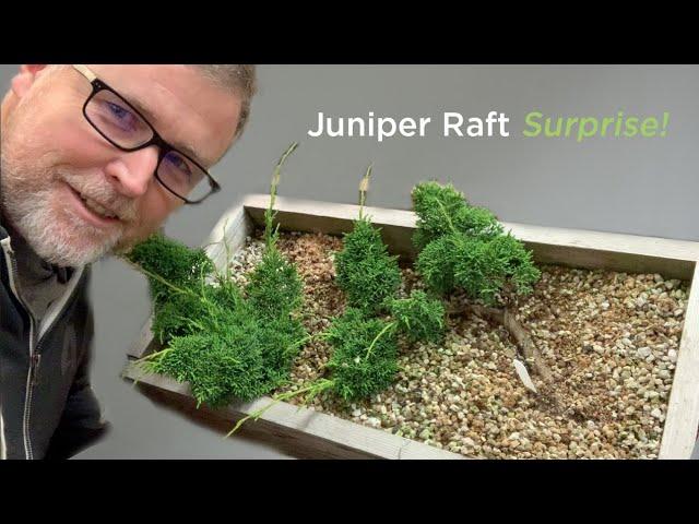 Bonsaify | Juniper Raft Style Bonsai Early Development Steps