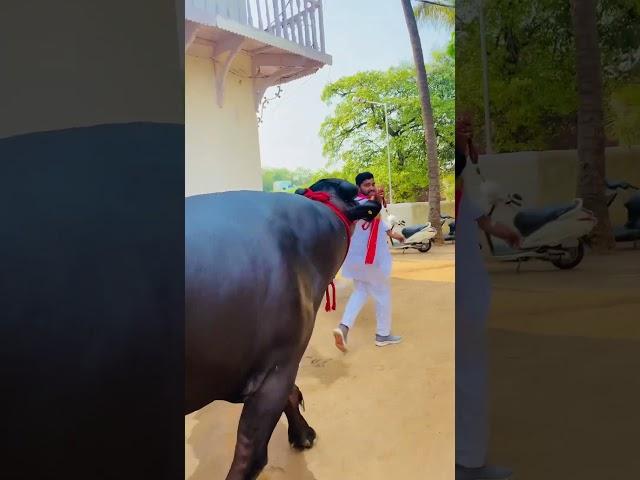 Kharithabad Chandu Yadav Anna bull #dairyfarm #hyderabaddairyfarm #dairy #bull @yadavryofficial