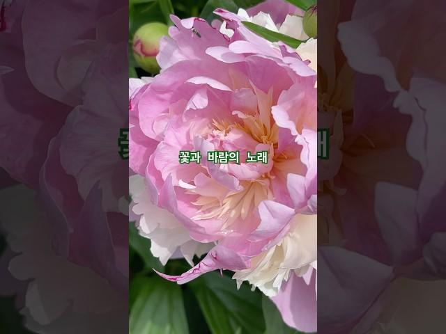 꽃이 부르는 바람의 노래