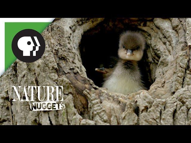 Ducklings Leave the Nest | NATURE Nuggets