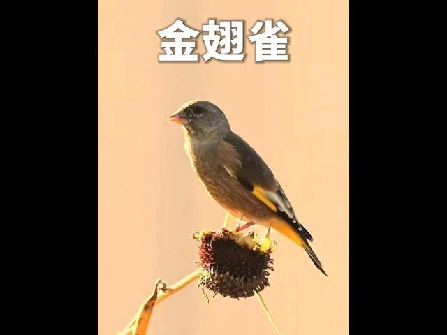 金翅雀，一隻活的逍遙自在的傻鳥！ #金翅雀 #動物解說 #鳥類