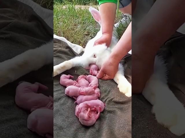 Cute rabbit | baby rabbit growth video #animals #rabbit #pets