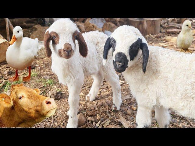 Pets , Lamb drinking milk , cute dog , Cow , Sound of Sheep , Duck , Goat , Chicken