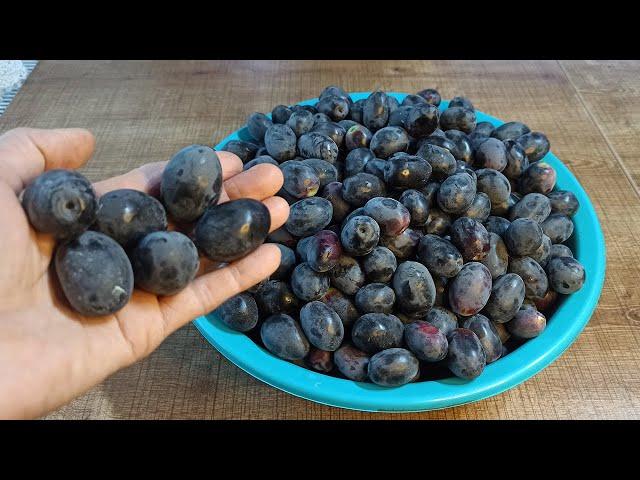 Siyah Kalamata (Eşsek ) Zeytinin 1 Haftada Acısı Nasıl Çıkar | Siyah Çizme Kalamata Zeytin Yapımı