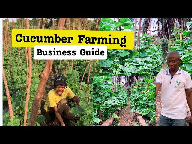 how to start a cucumber farming business from start to finish| Growing cucumber in Ghana