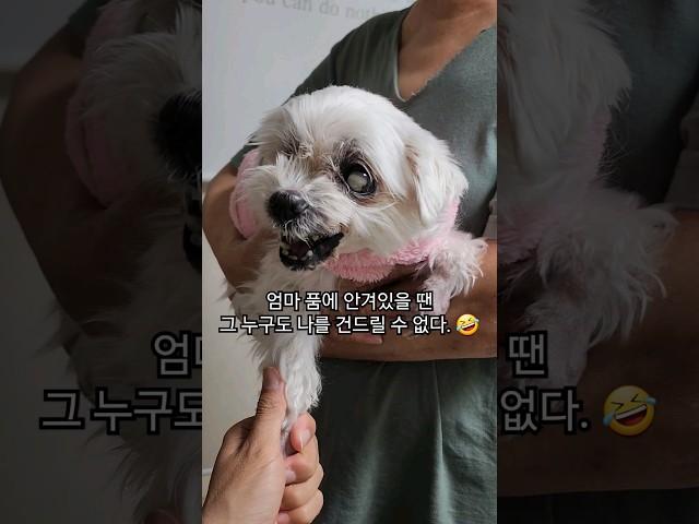 뽀미가 제일 좋아하는 가방 : 엄마빽