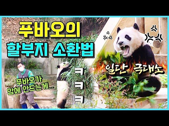 [ep.160] 온몸으로 할부지를 부르는 프로협박곰 푸바오‍️/ 영상을 클릭하는 순간!!! 푸바오와 같이 종일 뛰는겁니다잉!!/ 에버랜드 판다월드