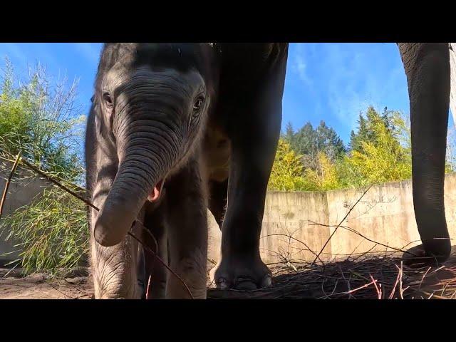 Baby Elephant Tula Explores Outside For The First Time