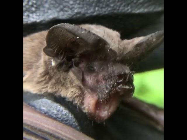 It’s tough being a juvenile bat (like this injured girl).