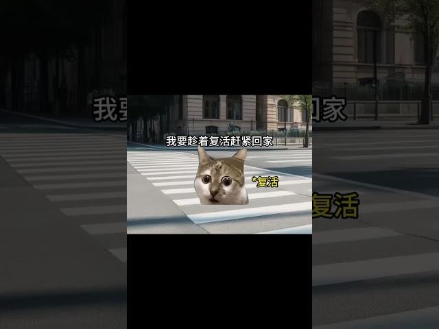 #猫meme小剧场 #猫meme #猫meme搞笑剧情 #猫meme剧场