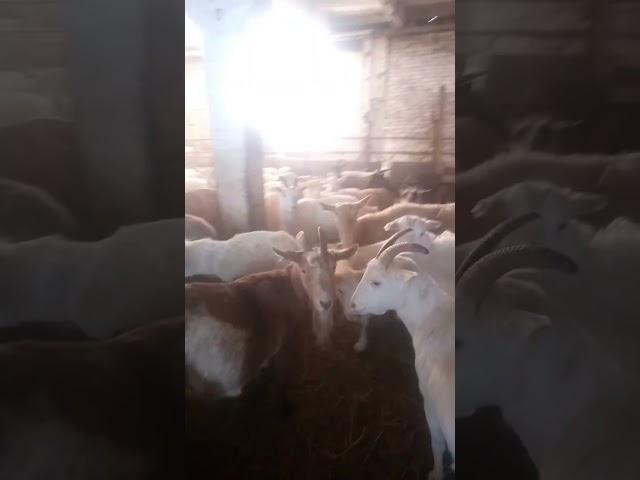 #КОЗЬЯ ФЕРМА В СИБИРИ#
