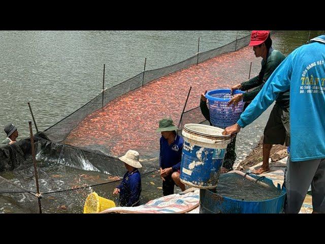 Đi Bắt Cá Giống Điêu Hồng | #66TV #fishing