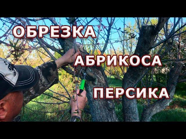 Правильная обрезка абрикоса и персика.
