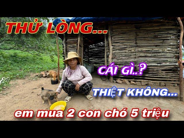 " THỬ LÒNG "chị GÁI RAGLAI vào nhà mua 2 con chó 5 triệu và CÁI KẾT.../294