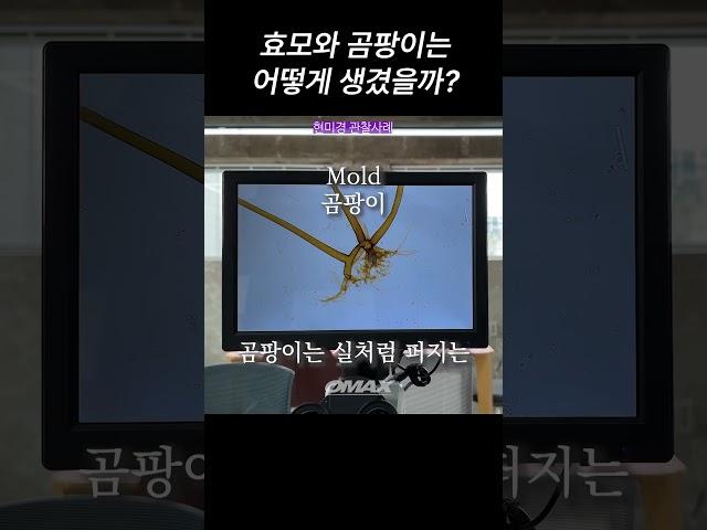 #오맥스 #현미경 #오맥스현미경 #곰팡이 #페니실린 #효모 #관찰 #지능형과학실 #프레파라트
