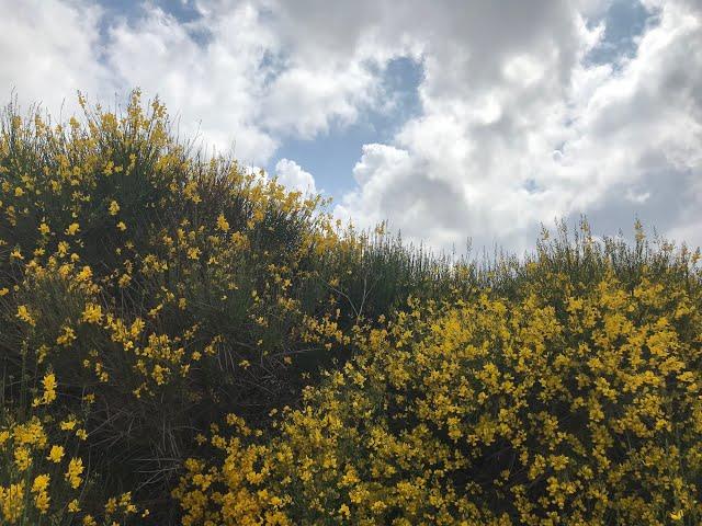 Camino Mozárabe: Piorno flowers all over the camino in southern Spain