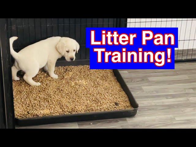 How To Train Puppies To Use A Litter Box