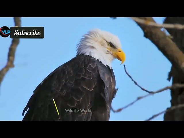 Eagles captures a Goat | AmazingRaptors and Eagle Attacks | Eagles vsMonkey, Fox and Snake