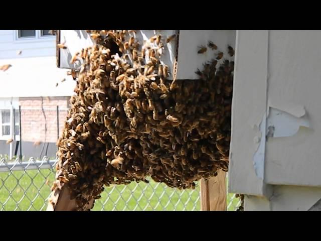 Beekeeping 2016 1st swarm caught