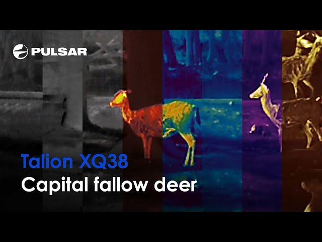 Pulsar Talion XQ38 | Thermal Imaging Scope for Hunting