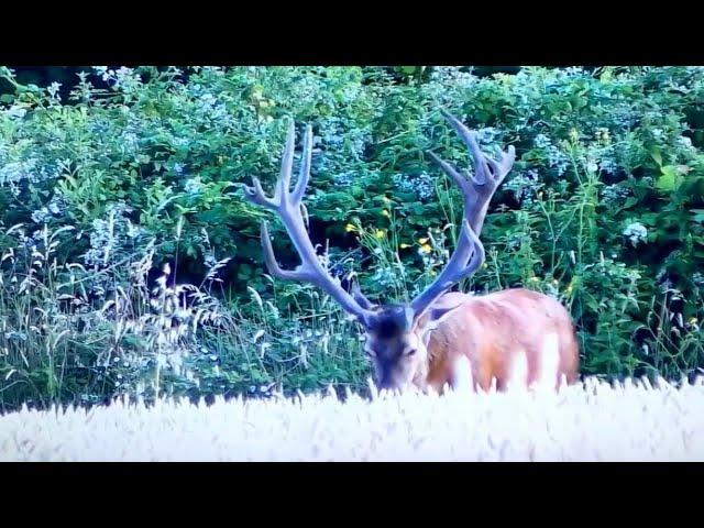 GIANT red stag new developed antlers 2016