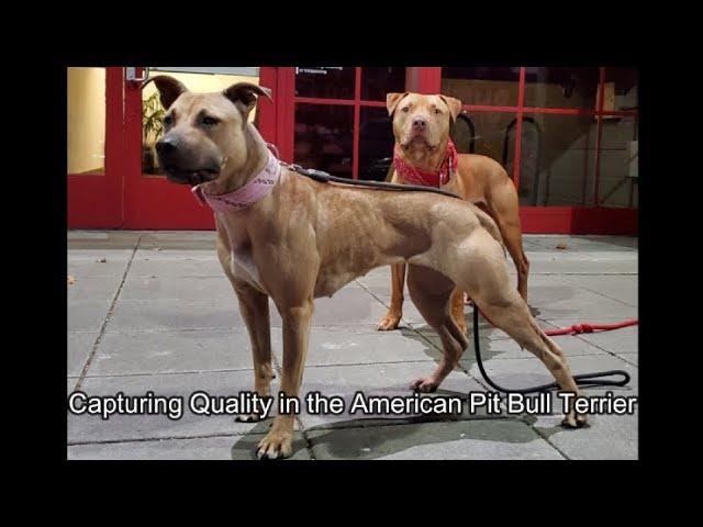 Pit Bull Philosophy 2023: Capturing Quality in the American Pit Bull Terrier