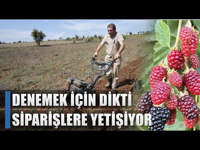 Denemek İçin Dikti Siparişlere Yetişemiyor! Yılda 2 Kere Ürün Alıyor / AGRO TV HABER