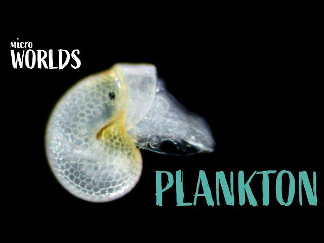 Microworlds: Plankton 101