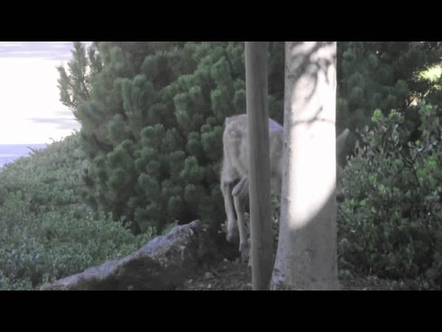 Fawn Feeding 6-12