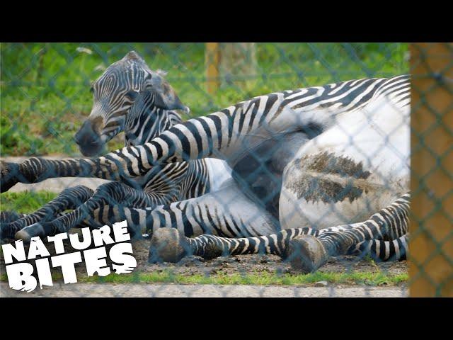 Zebra Gives Birth in Difficult Ordeal | The Secret Life of the Zoo | Nature Bites