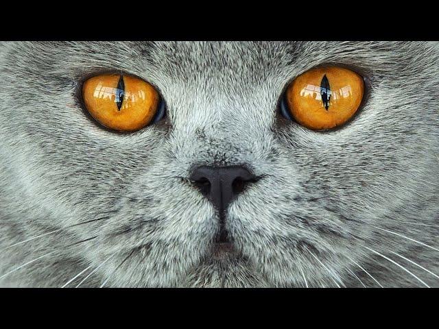 Кошка ищет котят. Звук для кота. Звук для твоего питомца. | Voice cat, sound cat, kitten