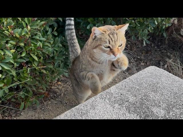 おしゃべり猫きなこの話が止まらないのでベンチでじっくり話聞く
