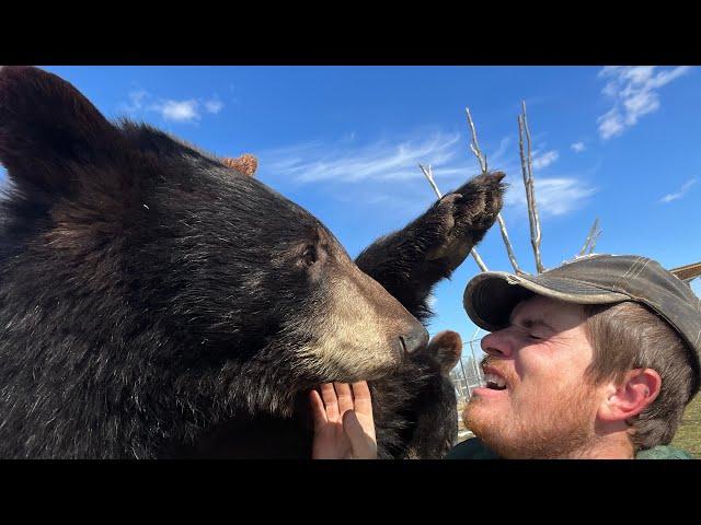 The bears woke up with the zoomies #animals #learnaboutanimals #coolanimals