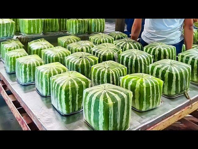 Shocking Square Watermelon Production in Japan - Farmers' Farming Techniques You've Never Seen